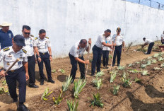 Lapas Pangkalpinang Produktifkan Lahan Idle Lewat Penanaman Nanas Lokal Tuatunu