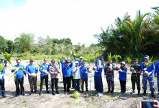 PLN UIW Babel Bersama Pemprov dan Yayasan Ikebana Sinergi Tanam 4.000 Bibit Kelapa dan Mangrove