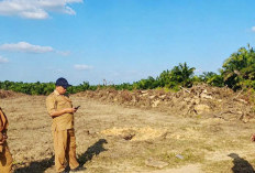 Perkebunan Sawit Rakyat di Belitung Meningkat, Luas Capai 7.302 Hektare