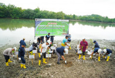 Kolaborasi PT TIMAH, Pemkab Bangka dan Warga Ubah Kolong AKHLAK Jadi Kawasan Produktif