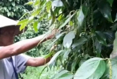Nilai Tukar Petani Babel Naik Jadi 1,29 Persen