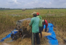 DPKP Babel: Produksi Beras Petani Bangka Selatan Surplus