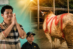 Anggota DPRD Babel Yogi Maulana Salurkan 5 Sapi Kurban, Dua Berbobot 1 Ton