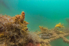 Dari Darat ke Laut, Upaya PT Timah Lindungi Bumi Melalui Program Lingkungan Hidup