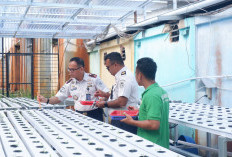 Kalapas Narkotika Pangkalpinang Turun Tangan Semai Bibit Pakcoy-Selada