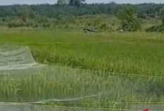 Bangka Optimis Target Produksi Padi Capai Target