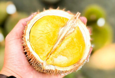 Kontes Durian Lokal jadi Upaya Strategis Pemprov Babel dalam Gerakkan Ekonomi Masyarakat