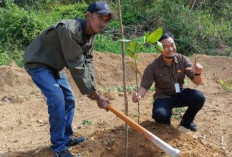 DLH Pangkalpinang Intensifkan Pelestarian Pohon Endemik Cegah Punah