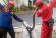 10 Ular Masuk Rumah Warga Tanjungpandan Belitung, Curah Hujan Tinggi Jadi Pemicu