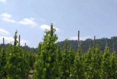 Harga Lada Putih Babel Meroket, Kementan: Permintaan Dunia Tinggi!