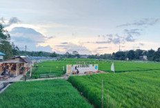 Imbas CSR BSB: Pedagang Menuai Rezeki di Sawah Namang Pelangi