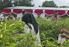 Lapas Pangkalpinang Wujudkan Aksi Kemanusiaan Lewat Panen Cabai Bangka dan Pakcoy