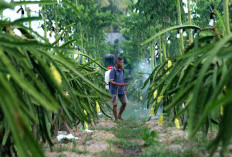 Dari Banyuwangi ke Pasar Luas, Petani Buah Naga Naik Kelas Berkat Program Klasterku Hidupku BRI