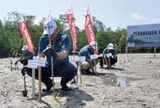 Honda Babel Tanam 500 Mangrove di Belitung, Perkuat Kolaborasi Jaga Pesisir untuk Generasi Mendatang