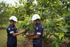 PT Timah Tbk Konsisten Laksanakan Reklamasi, Satu Dekade Sudah Tanam 1,4 Juta Pohon di Bangka Belitung
