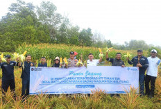 PT Timah Kembangkan Pertanian Jagung di Lahan Pascatambang Bersama Kelompok Tani di Belitung