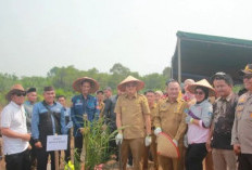 Koperasi di Bangka Barat Bantu Peremajaan Kebun Kelapa Sawit Rakyat