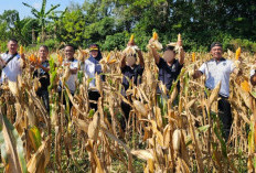 Lapas Pangkalpinang Panen 441 Kg Jagung Pipil, Kakanwil Ditjenpas Beri Apresiasi