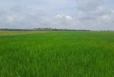 DPKP: Bangka Selatan Bantu Defisit Stok Beras di Empat Kabupaten