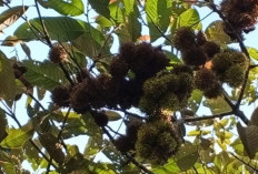 Kebun Raya Tua Tunu - BRIN Teliti Rambutan Hutan Endemik Pulau Bangka