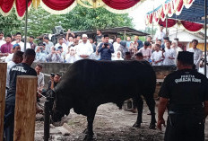 ​Wako Udin Saksikan Penyembelihan Sapi Kurban Presiden Seberat 890 Kg di Ketapang