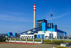 PLN UPK Timor dan Kawasan Industri Bolok Bahas Peluang Investasi Pemasok Woodchip 