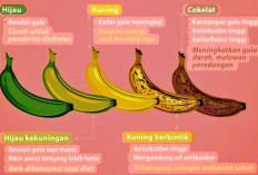 Beda-beda, Ini Manfaat Pisang Berdasarkan Tingkat Kematangan