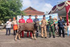 Di Momen Iduladha dan HUT ke-23 Kabupaten Bangka Barat, PT Timah Berbagi Kebahagiaan Melalui Hewan Kurban