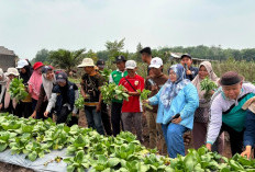 Tim Ekspedisi Patriot IPB University Perkuat Mutu Pascapanen dan Akses Pasar Hortikultura di Batu Betumpang