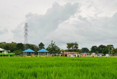 Tingkatkan Produktifitas Petani Babel Mengintensifkan Pengelolaan 22.561,38 Hektare Lahan Baku Sawah 