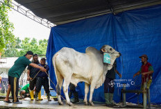 Hangatnya Kebersamaan Iduladha di Komplek PT Timah, Ribuan Paket Daging Dibagikan untuk Warga