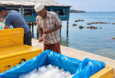 Terang Hari Listrik Nasional, PLN Nyalakan Harapan Masyarakat Kepulauan Belitung Lewat Listrik 24 Jam