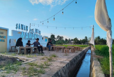 CSR BSB Jadikan Sawah Namang Kian Memukau