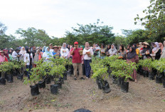 Panen Cabai Bersama, Sumi: Kami Sangat Terbantu Program Pak Gubernur Hidayat Arsani