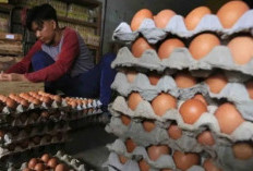 Babel Pastikan Stok Telur Cukup Jelang Maulid Nabi