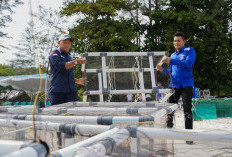 PT Timah dan HNSI Berkolaborasi Pasang Alat Penarik Cumi-cumi di Perairan Bangka
