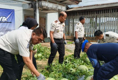 Panen Raya 746 Kg Semangka Warnai Bulan Suci Ramadan di Lapas Pangkalpinang