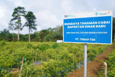 Dari Pertanian hingga Perikanan, PT Timah Dukung Ketahanan Pangan di Wilayah Operasional
