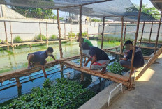 Agroedupark Dorong Pembinaan Produktif Warga Binaan di Lapas Pangkalpinang