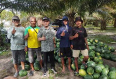 Berkunjung ke Kecamatan Lubuk Besar, Bupati Bangka Tengah Panen Bawang Merah dan Semangka