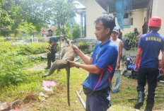 Tak Hanya Padamkan Api, Damkar Bangka Evakuasi Monyet Hingga Buka Pintu Mobil Terkunci 