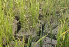 Kemarau dan Perbaikan Infrastruktur, Hampir 300 Hektare Lahan Petani di Basel Terdampak