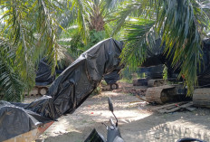 Terungkap Satgas PKH, 9 Ekskavator Penambang Ilegal Disembunyikan di Lubuk