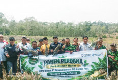 Panen Perdana Nanas Binaan PT Timah, Petani Kundur Bidik Ekonomi Lokal Makin Bergeliat   