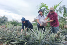 Kanwil Ditjenpas Babel dan Lapas Pangkalpinang Dorong Ketahanan Pangan Lewat Kompos di Kebun Adat Tuatunu Inda