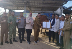Riza - Debby Serahkan Sapi Bantuan Presiden Seberat 1 ton ke Desa Paku