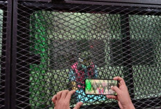 Tambah Lagi, Kejari Tetapkan Tersangka Mitra PT Timah, Direktur CV Diratama Ditahan