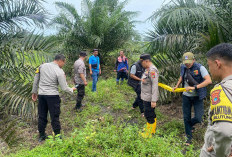Geger Penemuan Tengkorak Kepala di Perkebunan Sawit Namang