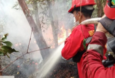 Manggala Agni Berjibaku Padamkan Karhutla Hutan Lindung Mapur