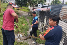 Hiii... Ada Ular Cobra Masuk Rumah Warga di Sungailiat